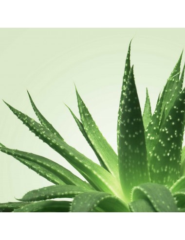 Mixgliss Gel de massage NU Aloe Vera 1000 ml enrichie en algues - Huiles de massage - Mixgliss